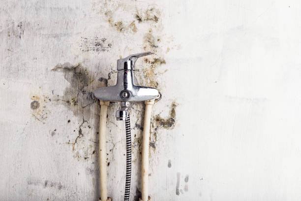 Best Best Mold Removal Companies  in North Bellmore, NY