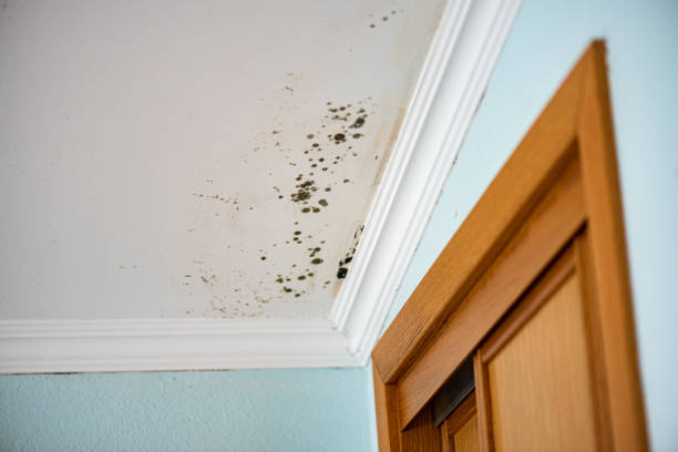 Home Mold Removal in North Bellmore, NY