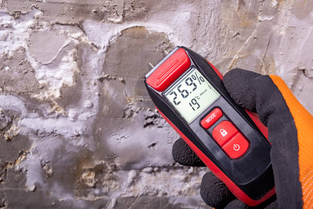 Best Professional Mold Removal  in North Bellmore, NY