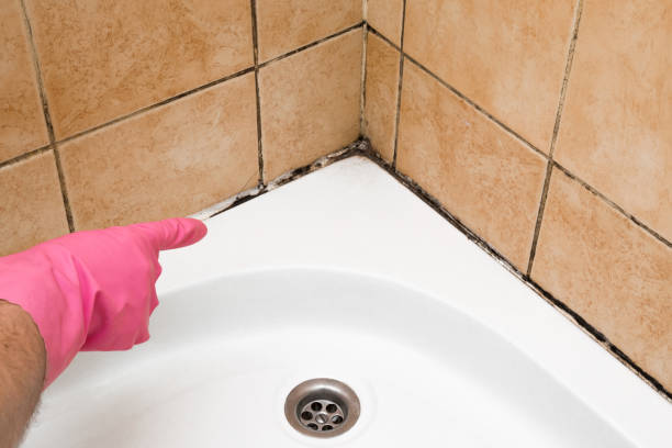 Best Fast Mold Removal  in North Bellmore, NY